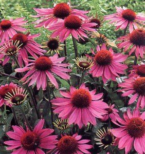 L'echinacea
