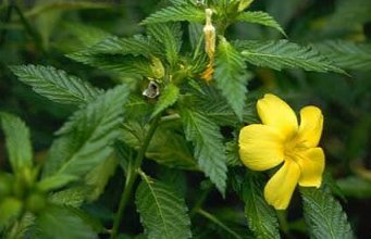 Le damiana – Un aphrodisiaque naturel