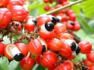 Le guarana