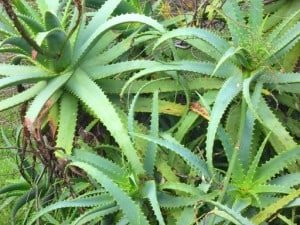 l'aloe vera
