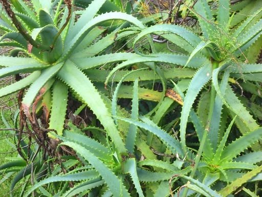 L’aloe vera – La plante de l’immortalité