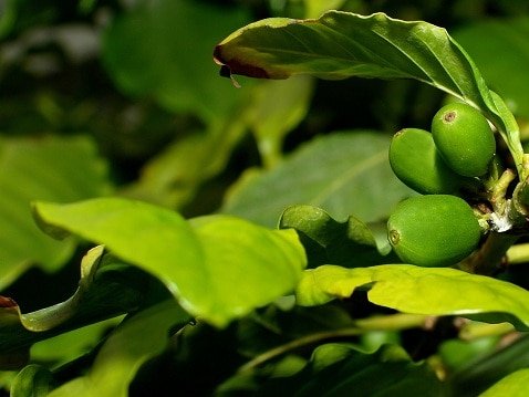 Le café vert – Un remède contre la fatigue et bien plus