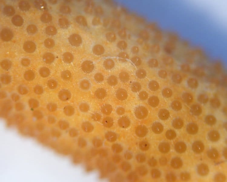 Le cordyceps – l’or des médicaments