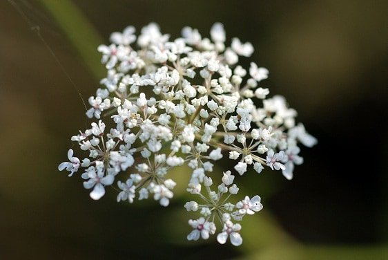 L’achillée millefeuille et ses bienfaits pour la santé